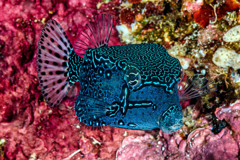 Boxfish The CubeLike Cutie of the Oceans Reefs Ocean Info