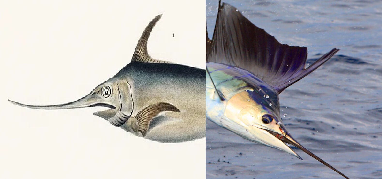 Swordfish vs. Sailfish Main Differences Ocean Info