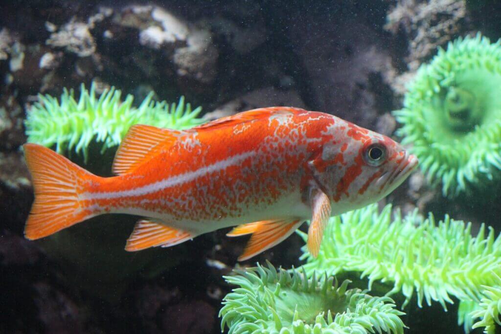Canary Rockfish The Vibrant Dweller of the North Pacific Ocean Info