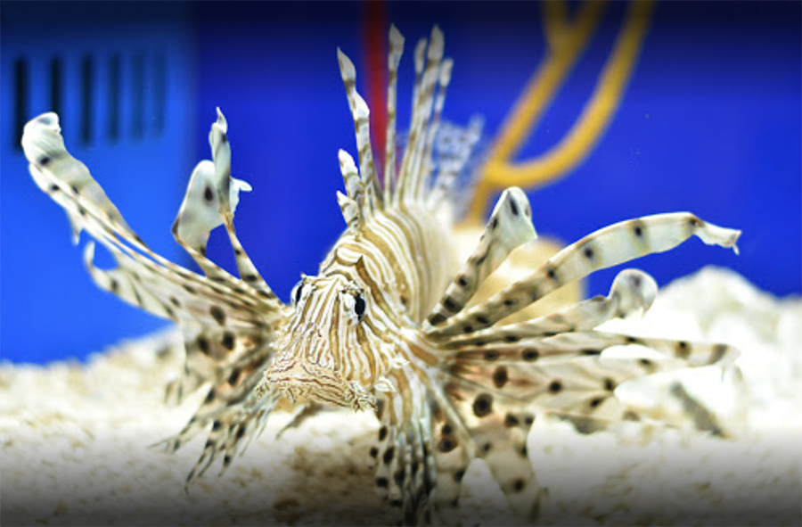 Museum of Coastal Carolina