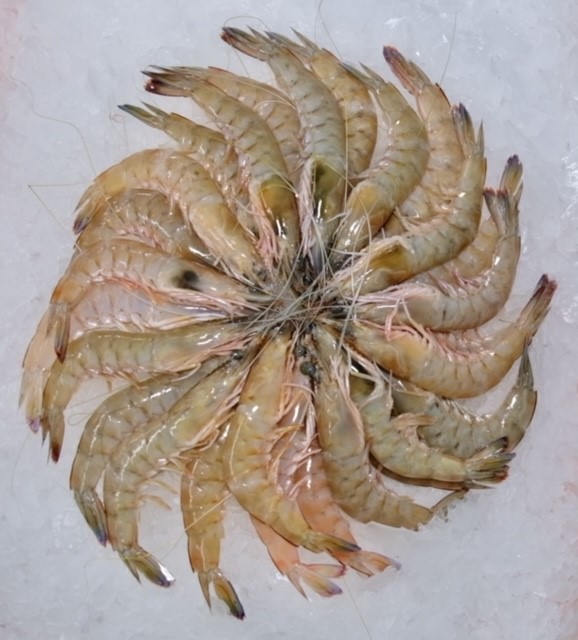 FRESH!! Lakes Entrance Green Prawns Ocean Made Seafood