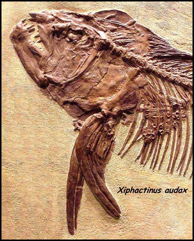 Xiphactinus audax Leidy