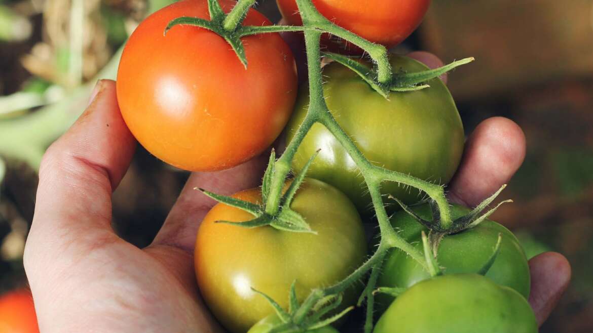 How to Grow the PERFECT Tomatoes OceanSolution