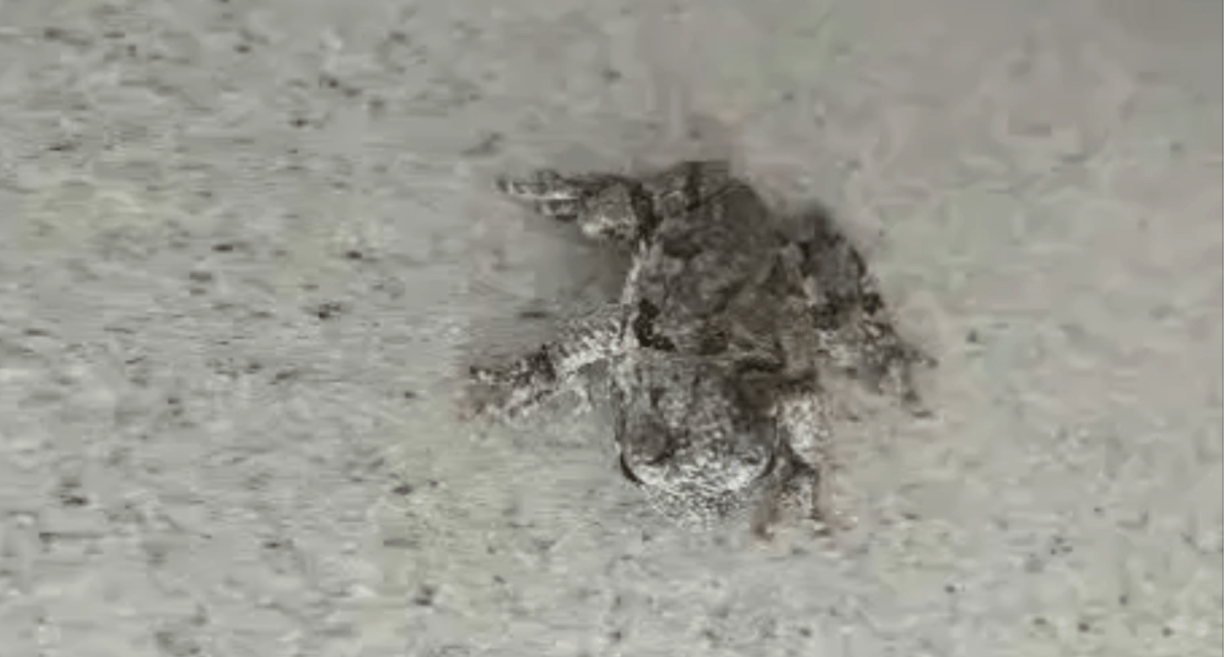 Keeping Pests and Bugs away from your Hot Tub Ocean Spray Pools & Spas