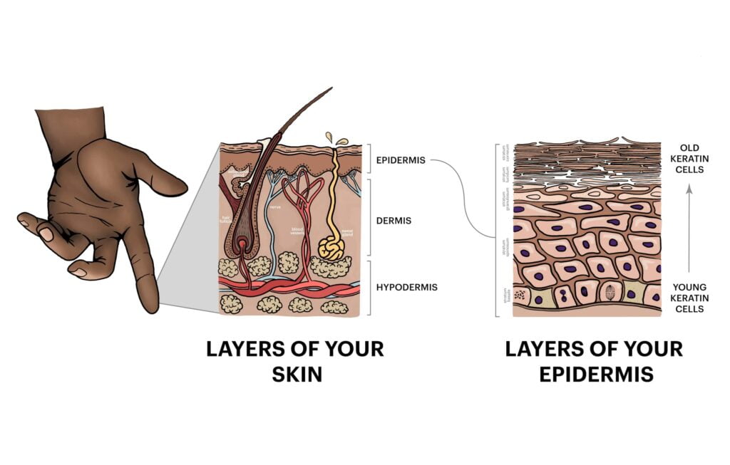 Why Does The Skin On Your Hands And Feet Go Wrinkly After Swimming?