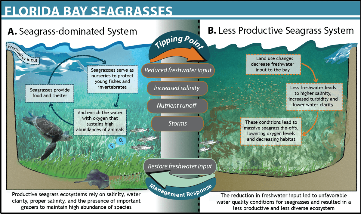 Seagrasses in Florida Bay Ocean Tipping Points