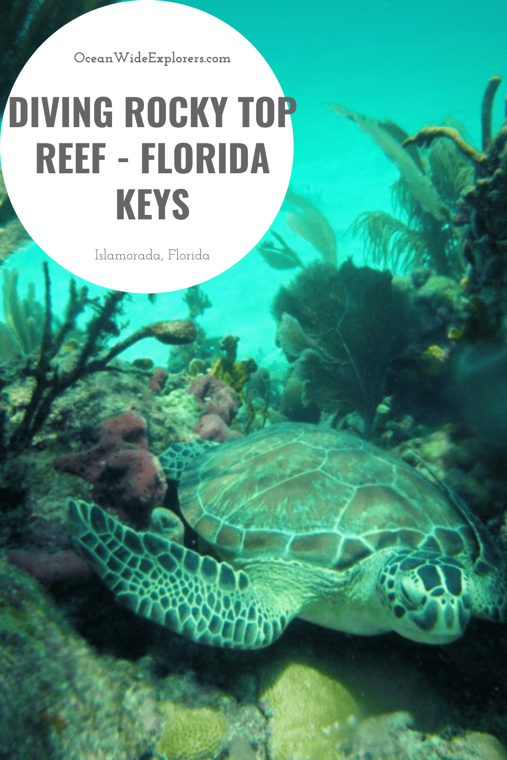 Diving Rocky Top Reef Florida Keys OceanWide Explorers