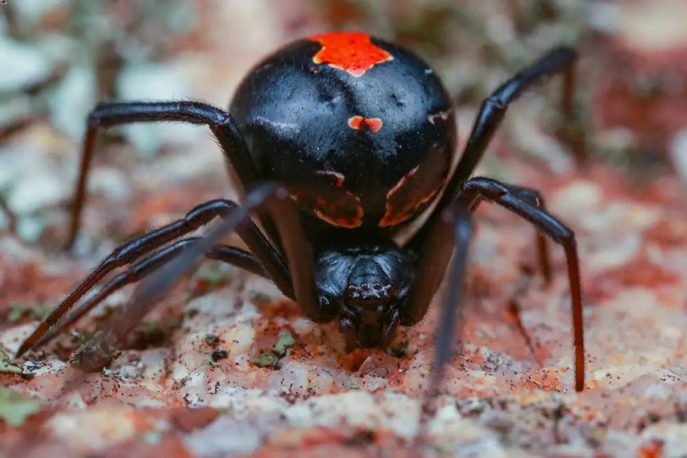 Redback Spider Ocg Pest Control & Termite Prevention Services FREE QUOTE 1 Pest Control