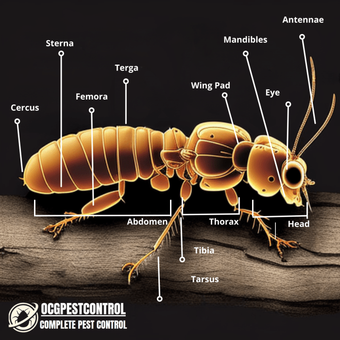 Traitement anti termite: nos astuces naturelles - La Belle Adresse Are termites a health code violation