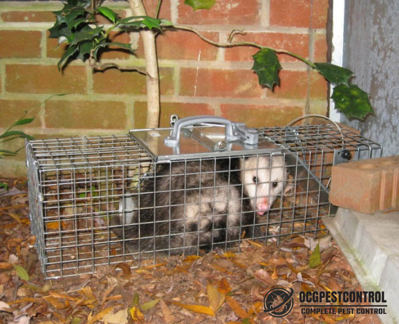 How to Possum Proof Your Roof Ocg Pest Control & Termite Prevention