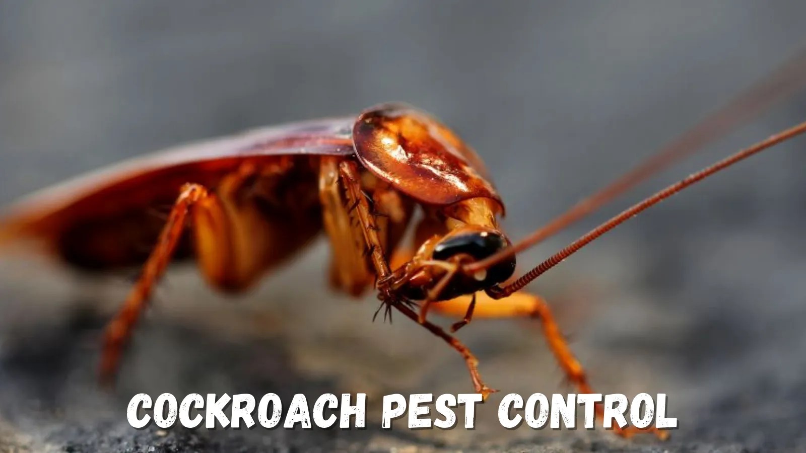 Comprehensive Cockroach Pest Control and Cockroach Control in