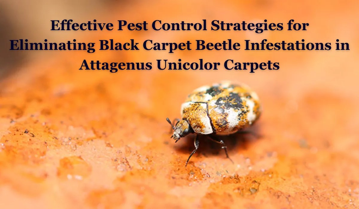 Effective Pest Control Strategies for Eliminating Black Carpet Beetle Infestations in Attagenus