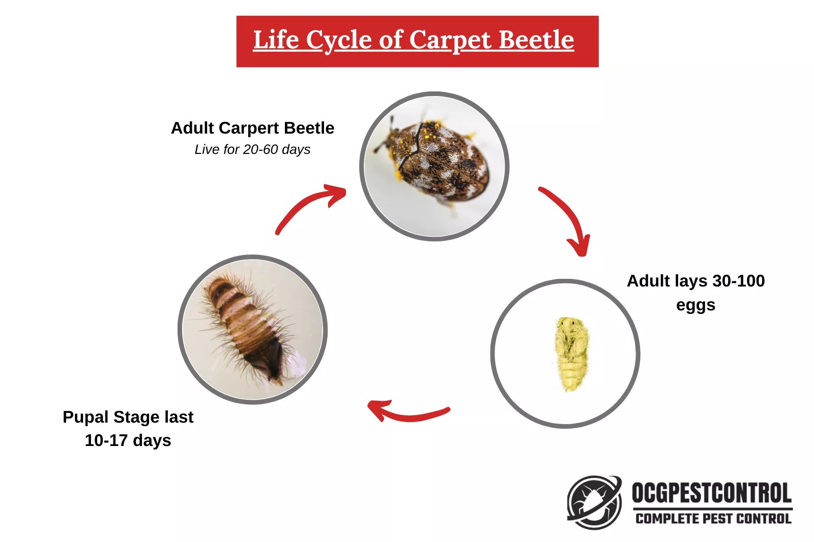 Effective Pest Control Strategies for Eliminating Black Carpet Beetle