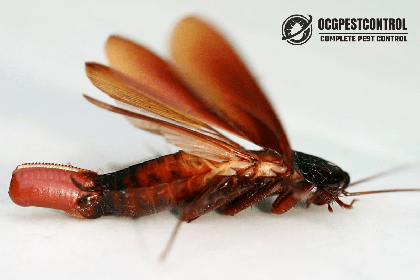 Flying Cockroaches - Ocg Pest Control & Termite Prevention Services