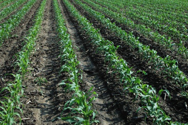 Liquid Starter Fertilizer For Corn generatles