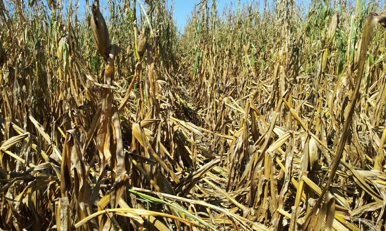 Pro Farmer Midwest Crop Tour Day 2 Results Ohio Ag Net Ohio's