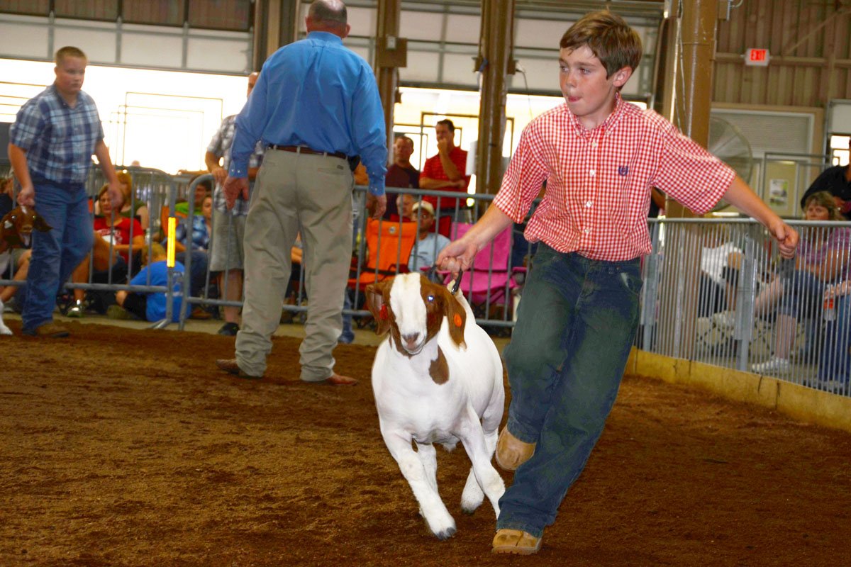 Jr. Fair Market Goat Photo Gallery Ohio Ag Net Ohio's Country Journal