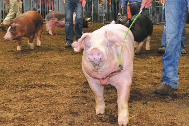 State Fair 2023 Gilt Show Ractopamine Bans At Fairs Mean Changes For Many Hog Exhibitors – Ohio Ag Net | Ohio's Country Journal