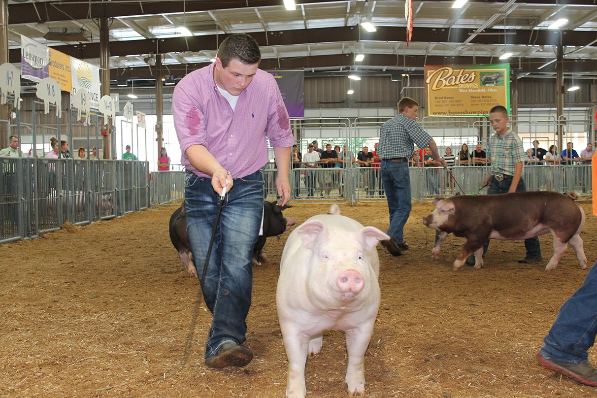 State Fair 2023 Gilt Show 2014 Ohio State Fair Session 1 And 2 Swine Results – Ohio Ag Net | Ohio's Country Journal