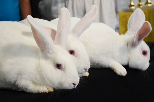 Ohio Rabbit Show 2023 2014 Ohio State Fair Rabbit Sale Results – Ohio Ag Net | Ohio's Country Journal