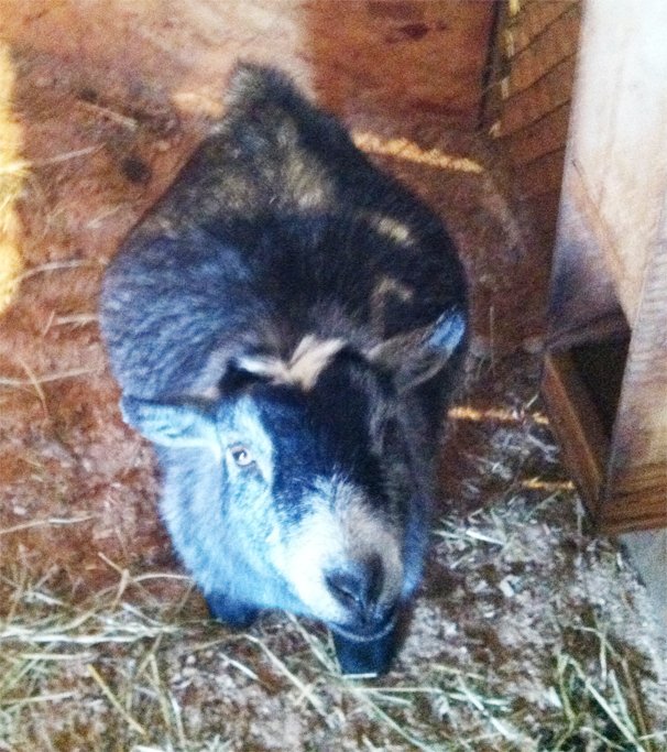 The mystery of the expanding Pygmy goat Ohio Ag Net Ohio's Country