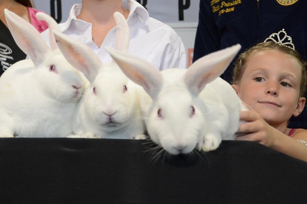 Ohio Rabbit Show 2023 Junior Market Rabbit Show Results – Ohio Ag Net | Ohio's Country Journal