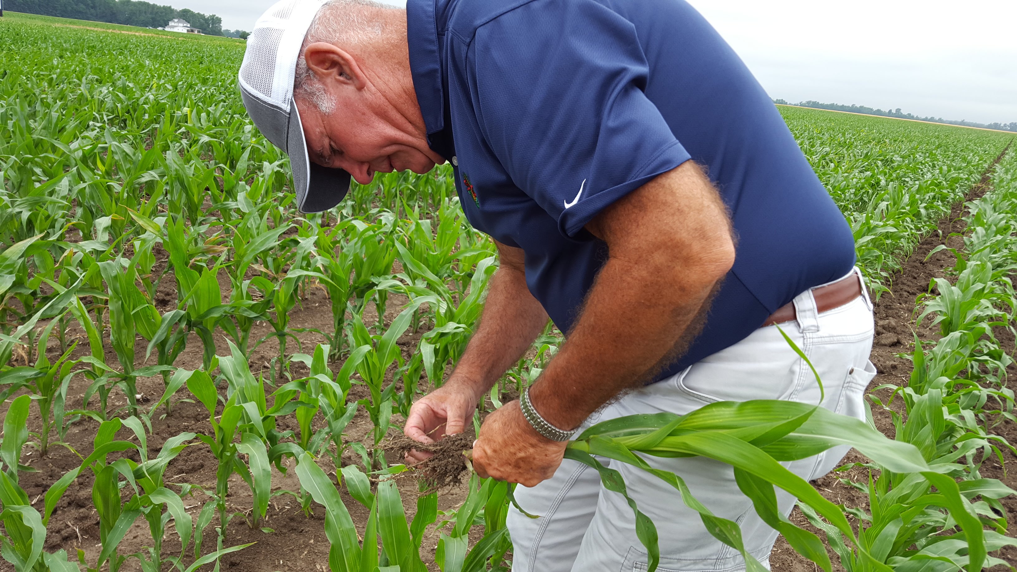 Northwest Ohio crops get a “Billion Dollar Rain” Ohio Ag Net Ohio's