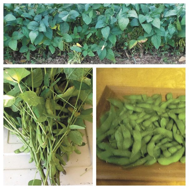 Enjoy edamame this fall Ohio Ag Net Ohio's Country Journal