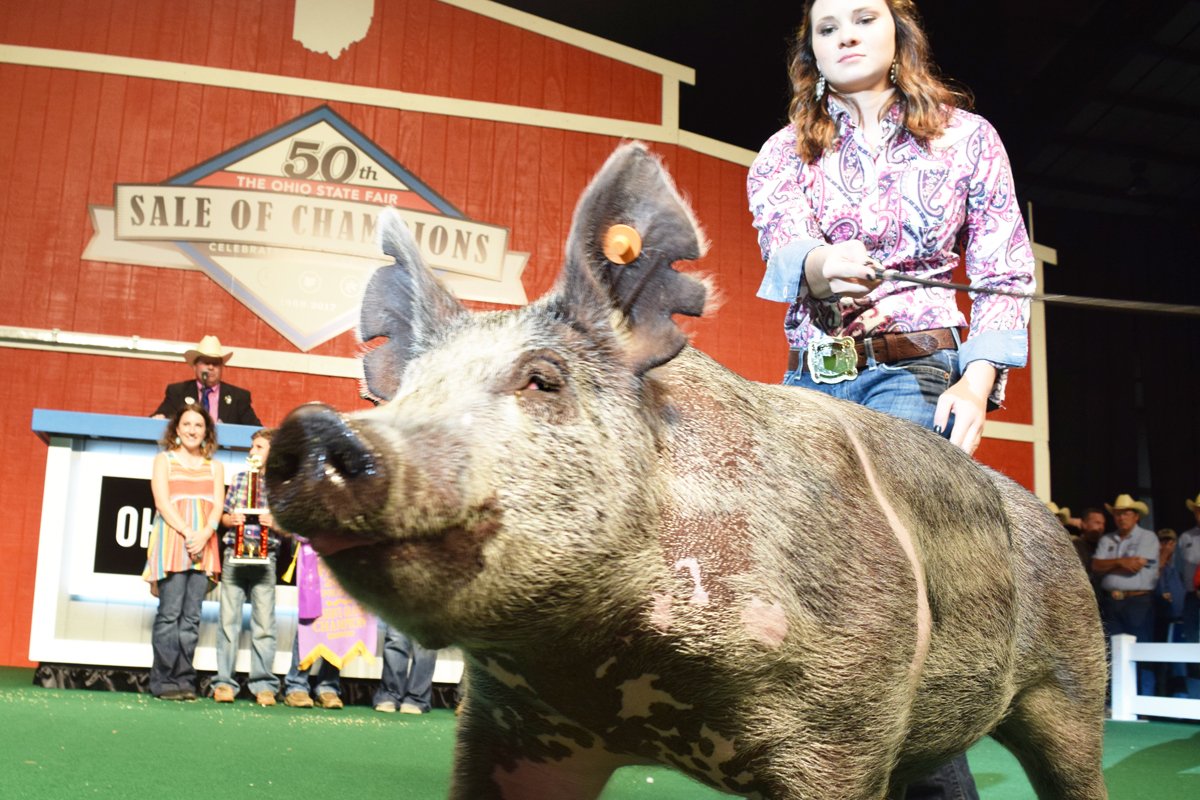 2023 Jackpot Show Pig Schedules Ohio Fifty Years Of Setting The Standard: The Ohio State Fair Sale Of Champions – Ohio Ag Net | Ohio's Country Journal