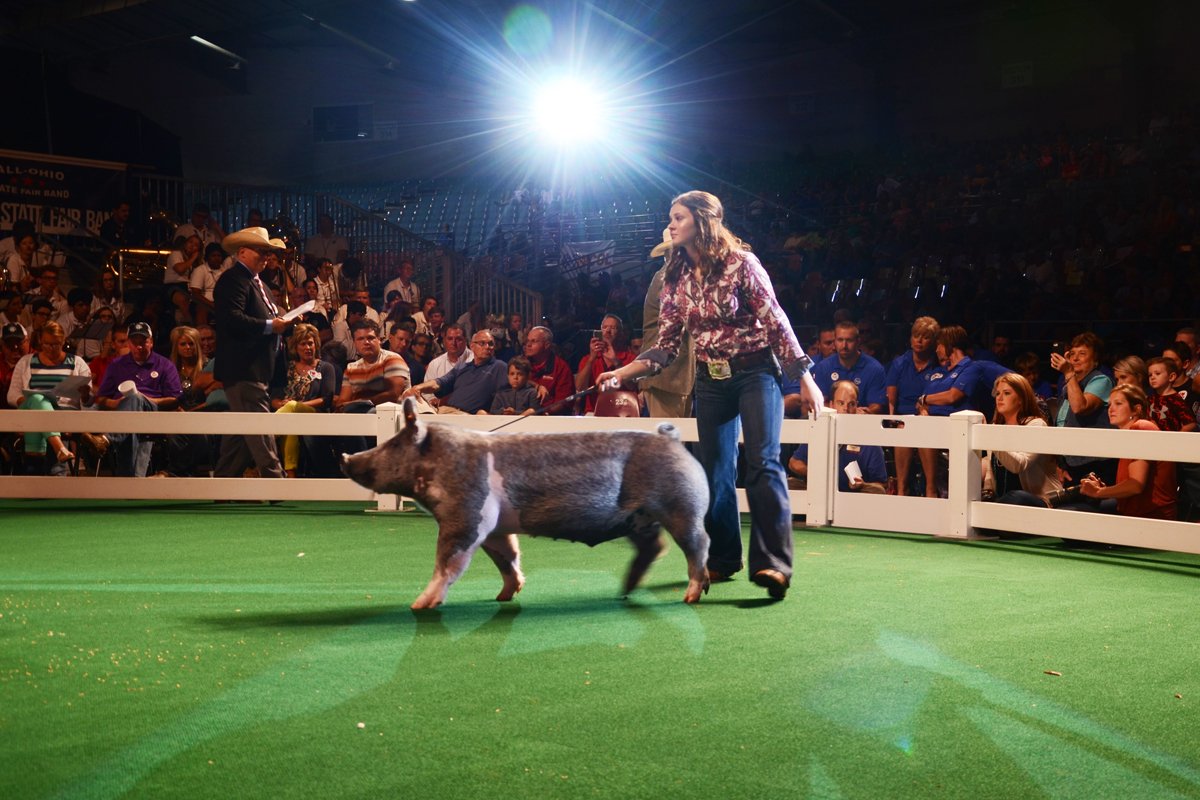 Ohio State Fair Swine Schedule 2024 Ohio State Fair announces ractopaminefree swine show for 2020 Ohio