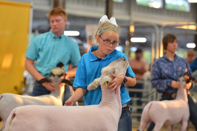 Ohio State Fair Sheep Show 2023 2018 Ohio State Fair Junior Market Lamb Photo Highlights – Ohio Ag Net | Ohio's Country Journal