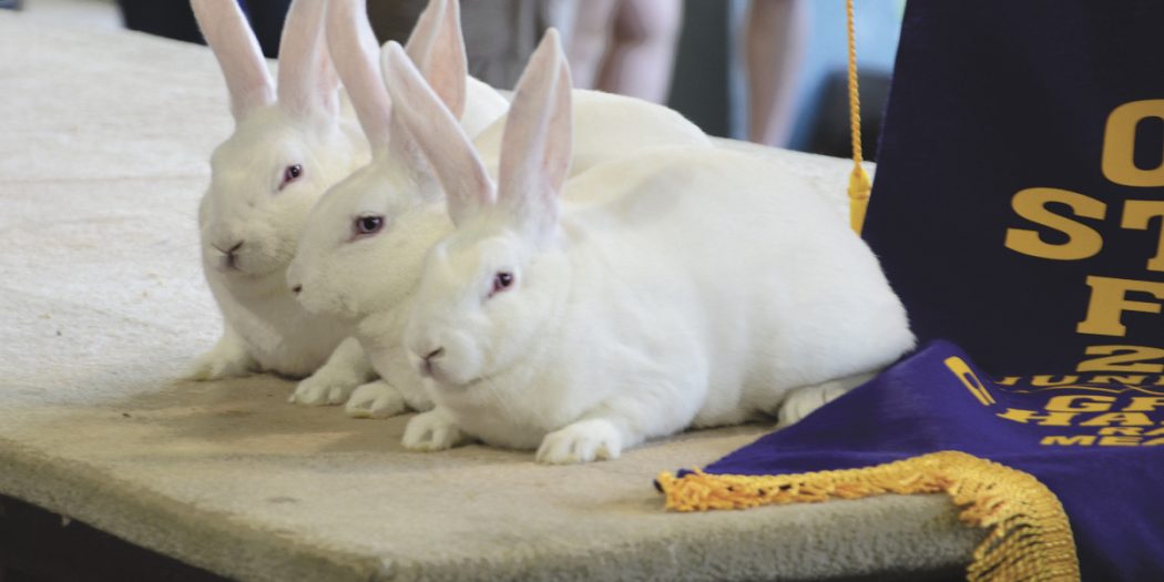 Junior Market Rabbit Show results Ohio Ag Net Ohio's Country Journal