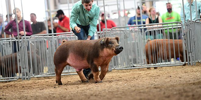 State Fair 2023 Gilt Show 2021 Ohio State Fair Junior Barrow Show Results – Ohio Ag Net | Ohio's Country Journal