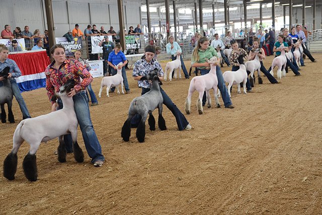 Ohio State Fair Sheep Show 2023 2021 Ohio State Fair Junior Market Lamb Show – Ohio Ag Net | Ohio's Country Journal