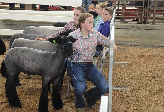 Ohio State Fair Sheep Show 2023 2021 Ohio State Fair Junior Market Lamb Show – Ohio Ag Net | Ohio's Country Journal