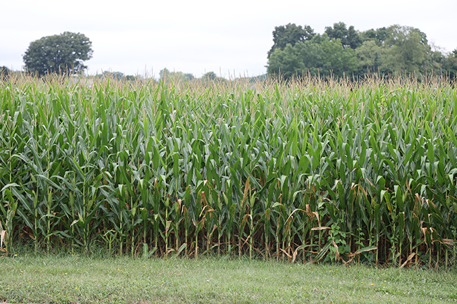 Margin protection and wheat crop insurance and deadlines coming soon