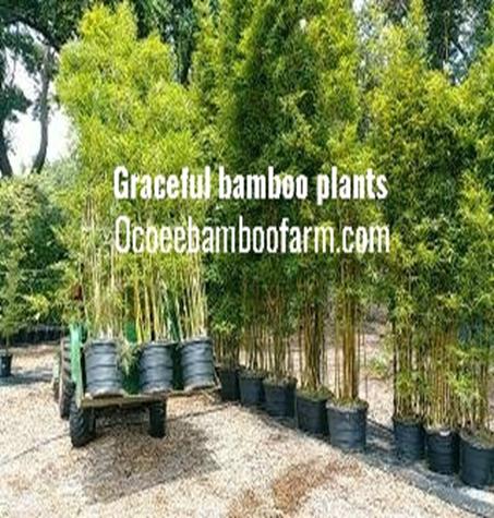 Central Florida Bamboo Plants for sale**Orlando** Visit our Bamboo Farm