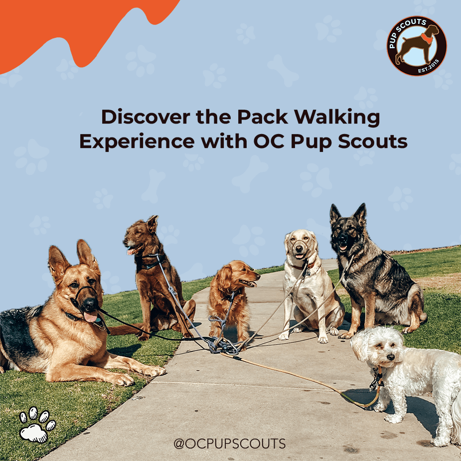 The Power of Pack Dog Walks OC Pup Scouts