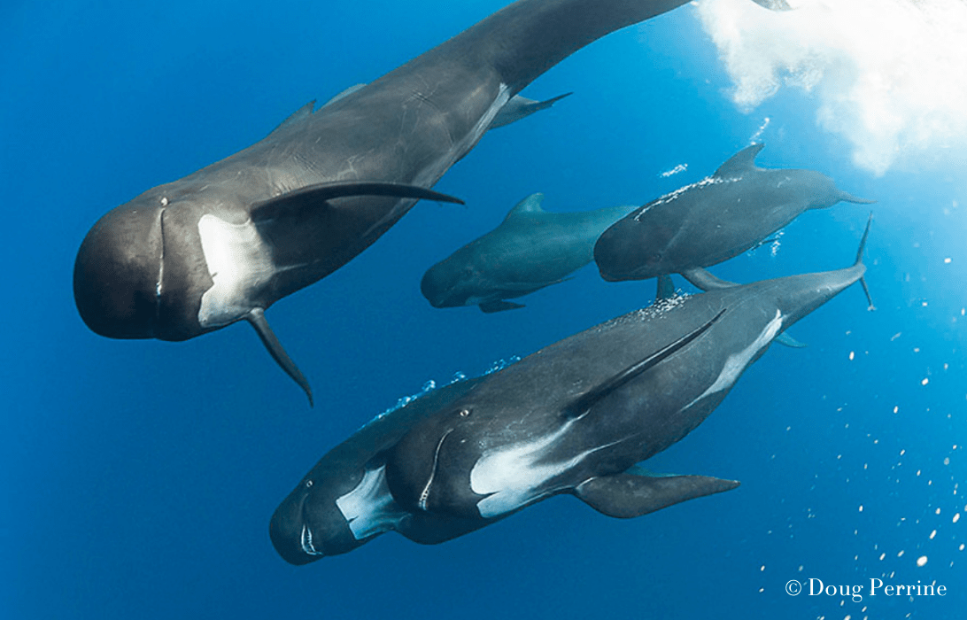 Pilot Whale Vocalizations Ocean Conservation Research