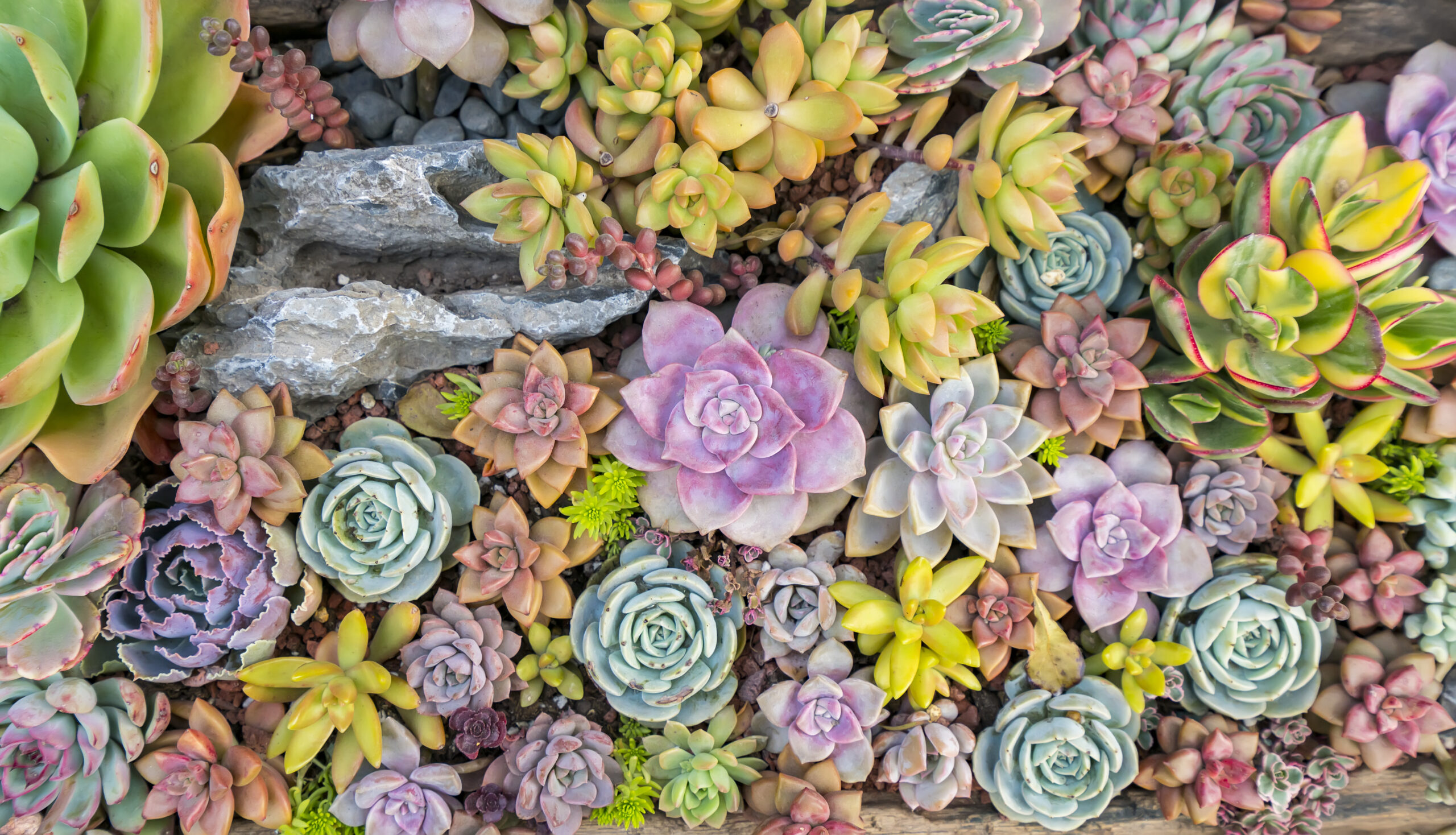 How to Design a Succulent Rock Garden OC Succulents