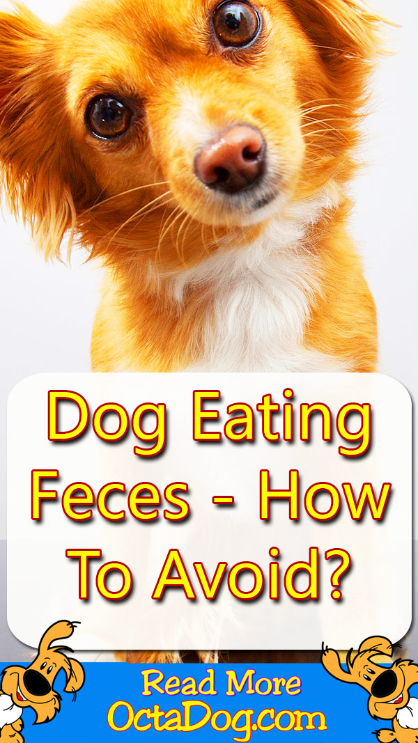 Dog Eating Feces How To Avoid?