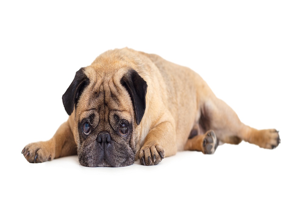 Can Probiotics Make A Dog Sick