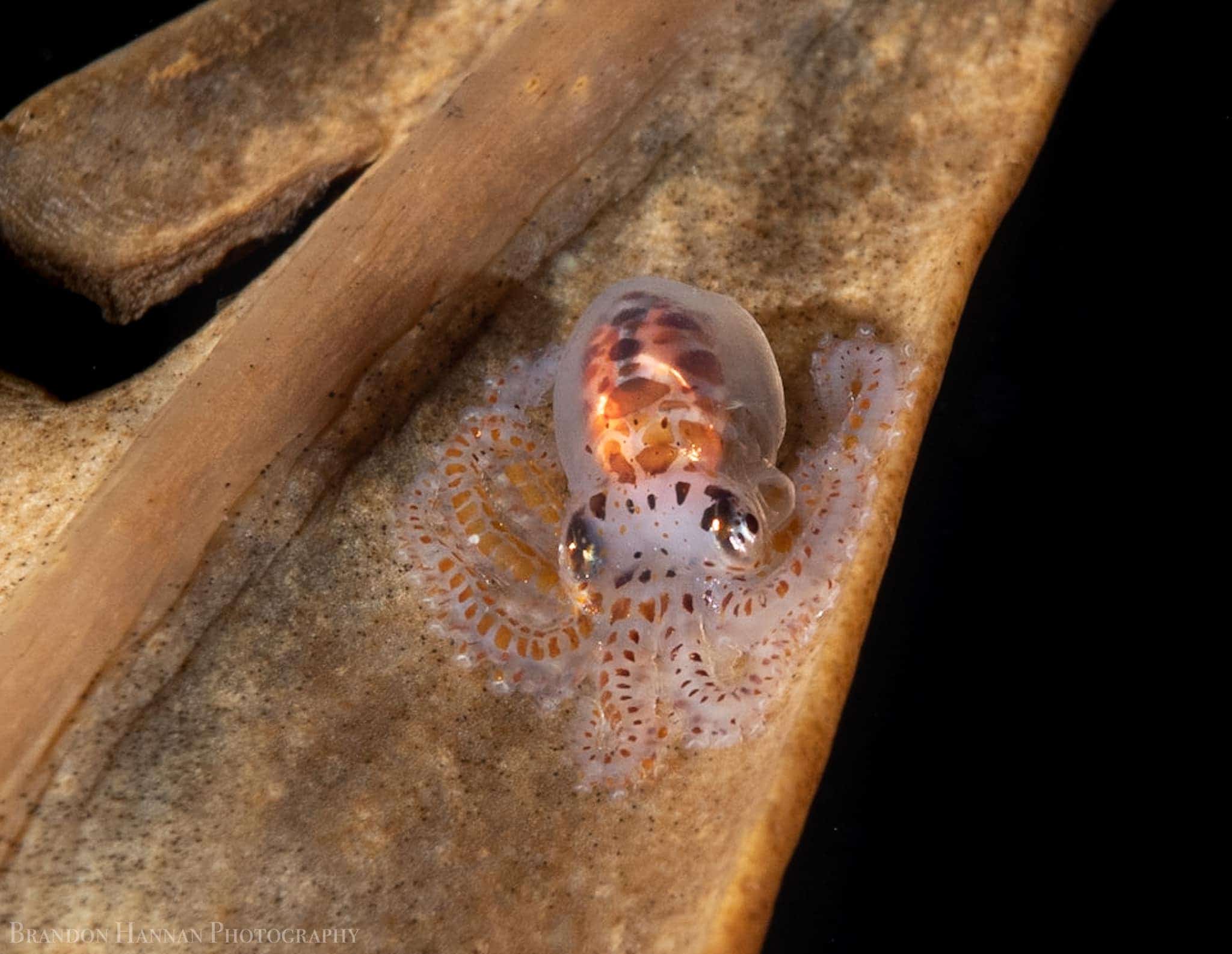 Octopus Lifespan A Glimpse At An Octopus's Circle Of Life