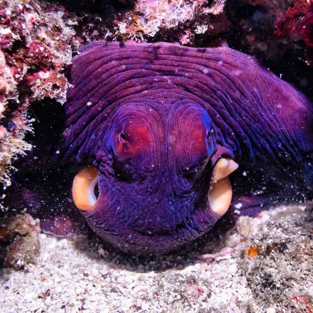 An Octopus Changing Color? Find Out HOW And WHY! OctoNation The