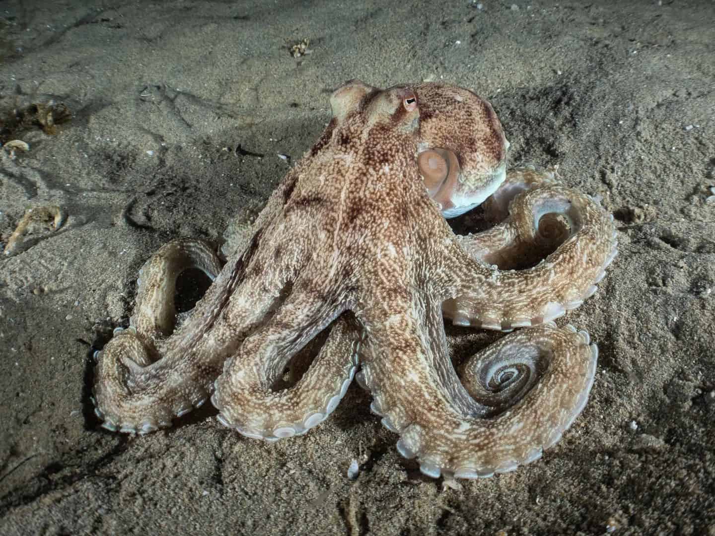Does An Octopus Have Arms Or Tentacles? OctoNation The Largest