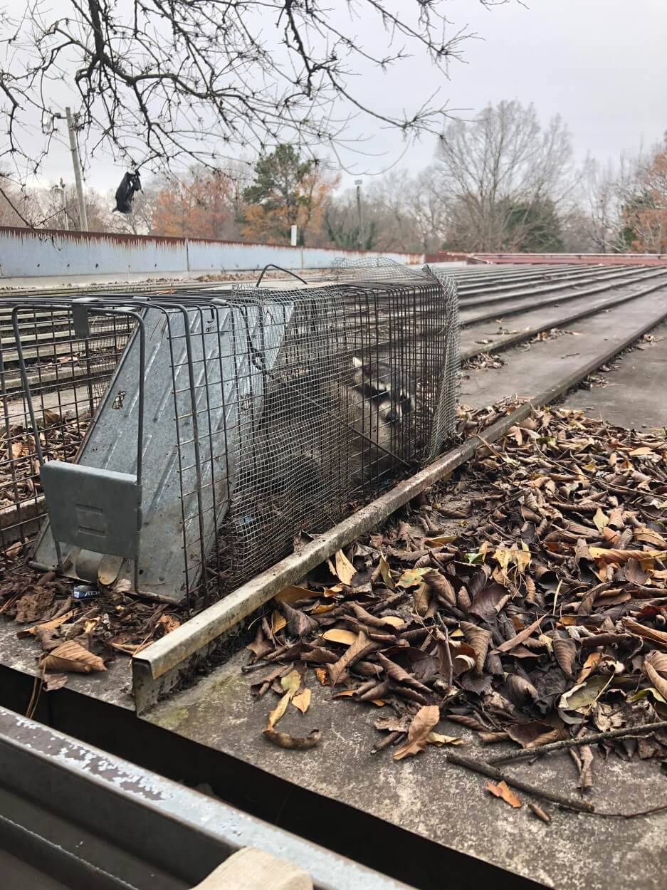 Animal Control Raleigh, NC On Call Wildlife and Gutter Guard