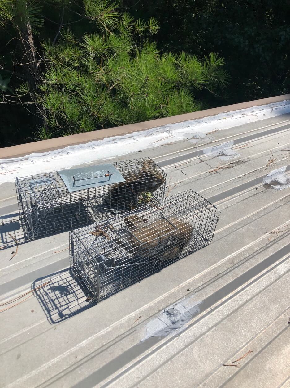 Animal Control Raleigh, NC On Call Wildlife and Gutter Guard