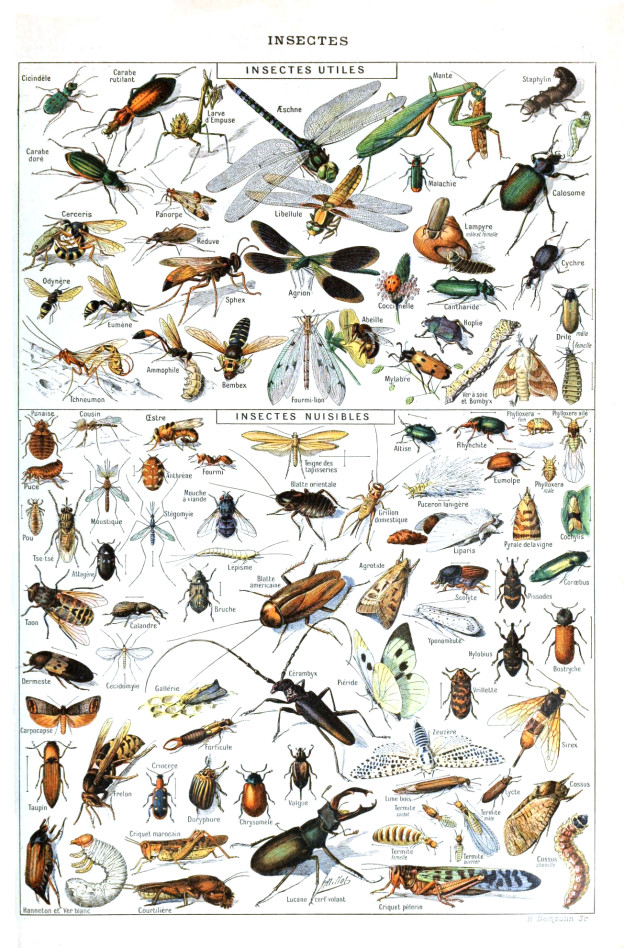 Insects For Sale