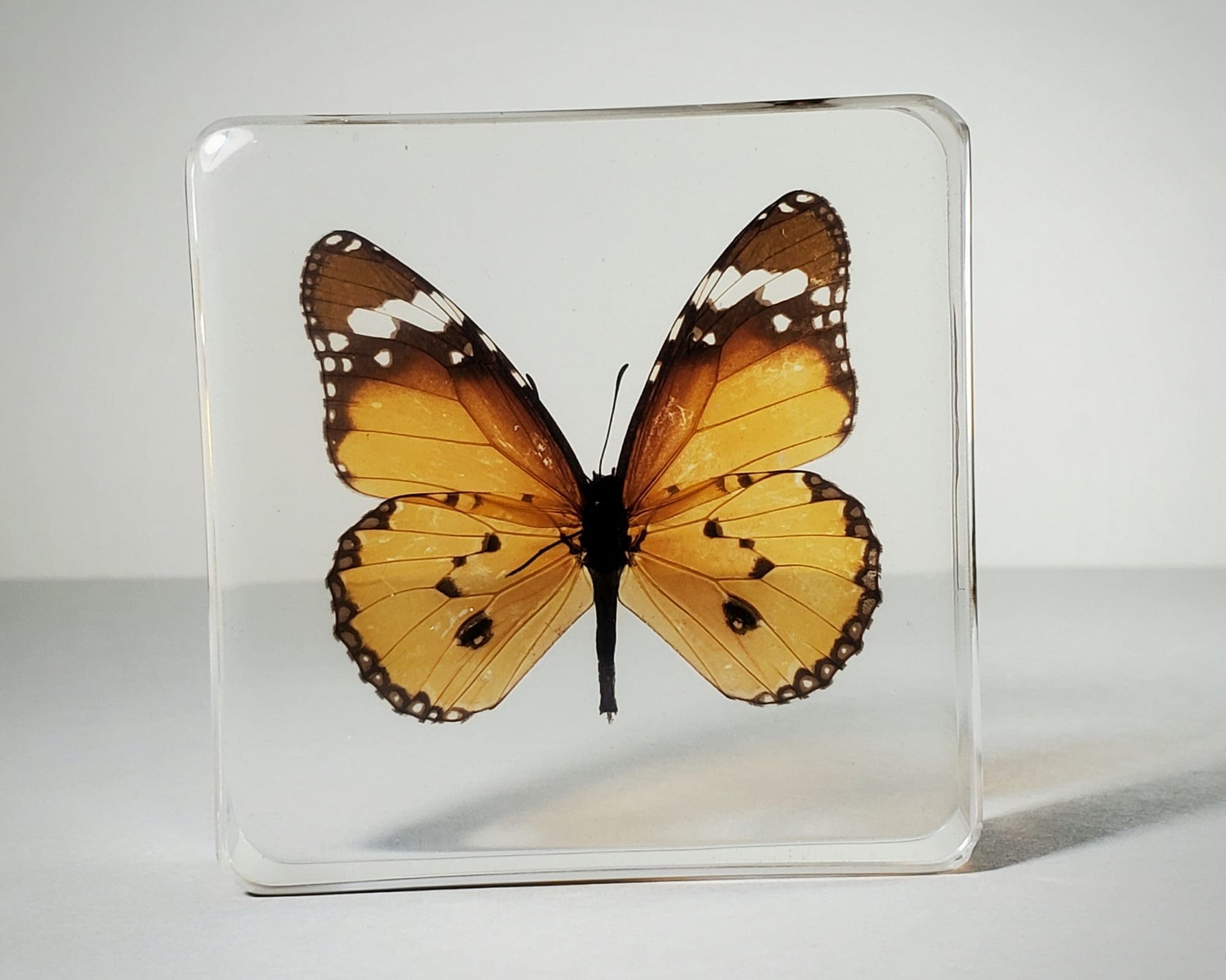Plain Tiger Butterfly in Resin, Lucite, Danaus Chysippus, Insects in Resin, Butterfly Display