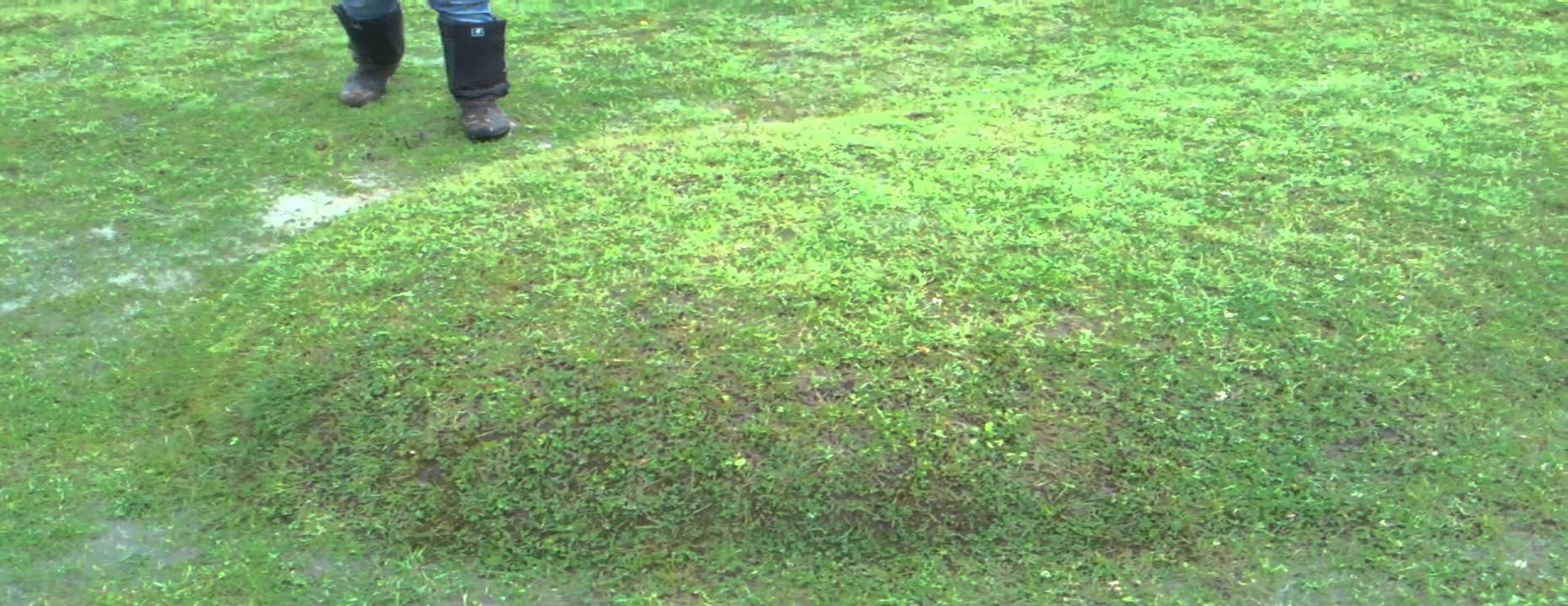 Lawn Blisters Look Like Grass Waterbeds